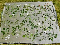 Garden Design
Calimesa, CA