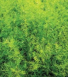 Asparagus Fern, Green Fern
Proven Winners
Sycamore, IL