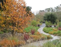 Award-Winning Gardens
Suzanne Arca Design
Albany, CA