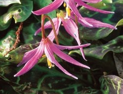 Fawn Lily, Woodland Flower
I Love This Plant
Garden Design
Calimesa, CA