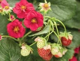 Berried Treasure Strawberry, Red Flower
Proven Winners
Sycamore, IL