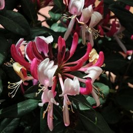 Fragrant Honeysuckle, Peaches And Cream
"Dream Team's" Portland Garden
Millette Photomedia