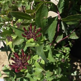 Winchester Honeysuckle, Lonicera Periclymenum
"Dream Team's" Portland Garden
Millette Photomedia