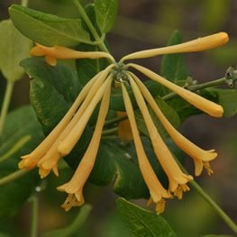Yellow Honeysuckle, John Clayton
"Dream Team's" Portland Garden
Millette Photomedia