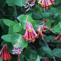 Repeat Blooming Honeysuckle, Blanche Sandman
"Dream Team's" Portland Garden
Shutterstock.com
New York, NY