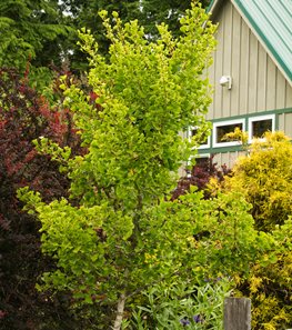 Ginkgo Biloba Tree | Garden Design Ginkgo Biloba Tree | Garden Design