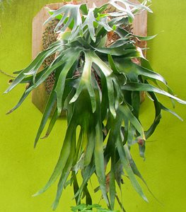 STAGHORN FERN