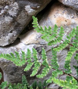 HAIRY LIP FERN