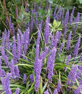 Lilyturf flowers