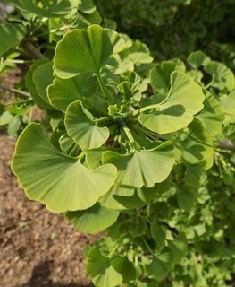Ginkgo Jade Butterfly
Missouri Botanical Garden
St. Louis, MO