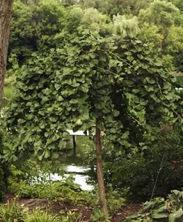 Pendula Ginkgo, Ginkgo Biloba
Millette Photomedia