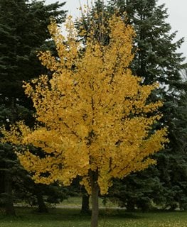 Princeton Sentry Ginkgo, Ginkgo Biloba
Millette Photomedia