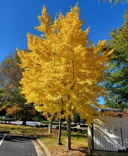 Autumn Gold Ginkgo, Ginkgo Biloba
Shutterstock.com
New York, NY