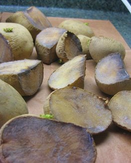 curing potatoes