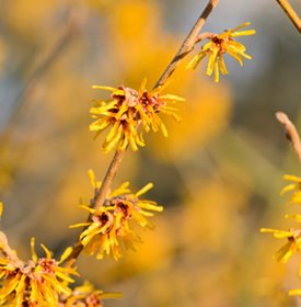 'Orange Beauty' - Photo by: Steffen Hauser / botanikfoto.