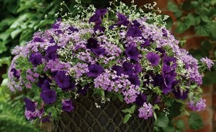 Glory Days Container Recipe, Purple Flowers
Proven Winners
Sycamore, IL