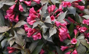 Spilled Wine Weigela, Weigela Shrub
Proven Winners
Sycamore, IL