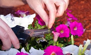 Deadheading Petunia Flower, Deadheading Petunias
Shutterstock.com
New York, NY