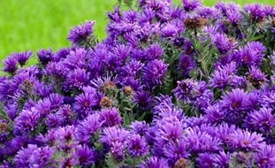 Grape Crush Aster
Proven Winners
Sycamore, IL