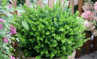 Sprinter Boxwood, Boxwood Shrub
Proven Winners
Sycamore, IL