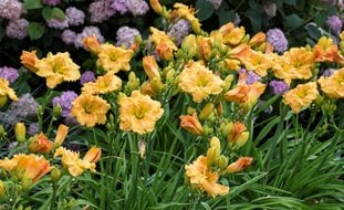 Daylilies In Border, Orange Smoothie Daylily, Hydrangea
A Rustic Perennial Paradise
Proven Winners
Sycamore, IL