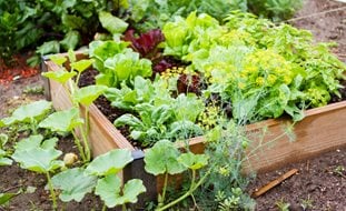 Small Raised Bed, Vegetable Garden
A Rustic Perennial Paradise
Garden Design
Calimesa, CA