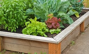 Raised Bed Garden, Growing Lettuce, Vegetable Garden
Garden Design
Calimesa, CA