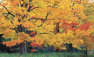 Fall Foliage, Sugar Maple Tree
Garden Design
Calimesa, CA