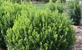 Boxwood, Sprinter
A Rustic Perennial Paradise
Proven Winners
Sycamore, IL