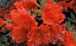 Perfecto Mundo Orange Azalea, Orange Azalea Flowers
Proven Winners
Sycamore, IL