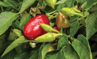 Fire Away Hot & Heavy Pepper, Pepper Plant
Proven Winners
Sycamore, IL