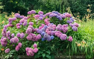 Hydrangea, Color, Pink, Purple, Blue
Alamy Stock Photo
Brooklyn, NY