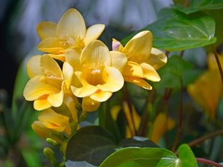 Yellow Freesia Flower, Yellow Flower
"Dream Team's" Portland Garden
Shutterstock.com
New York, NY