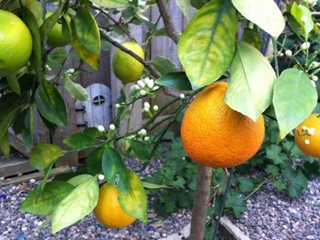 Orange
Garden Design
Calimesa, CA