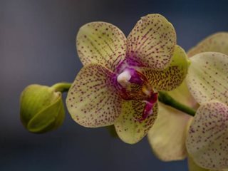 Orchid Not Blooming
Garden Design
Calimesa, CA