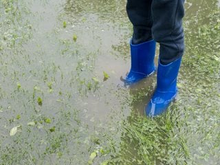Boots In Flooded Garden
"Dream Team's" Portland Garden
Shutterstock.com
New York, NY