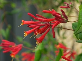 Coral Honeysuckle, Major Wheeler
Millette Photomedia