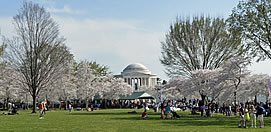 National Cherry Blossom Festival 
Garden Design
Calimesa, CA