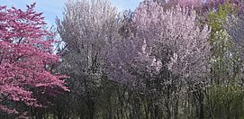 United States National Arboretum
Garden Design
Calimesa, CA