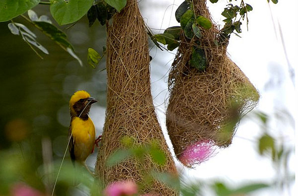 textile-in-the-trees-weaver-bird-nests-garden-design