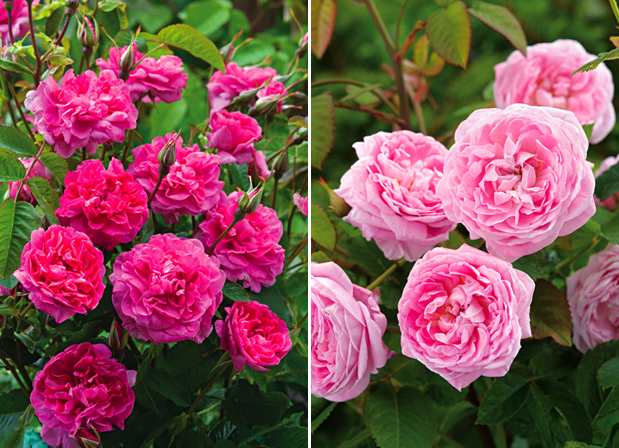 Two New David Austin Roses for 2013 | Garden Design