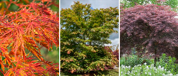 When Do Redbud Trees Start Blooming - Redbud Tree No Buds