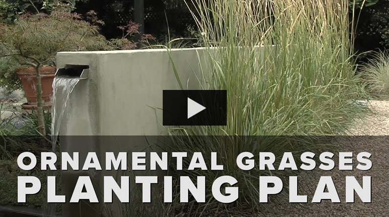 ornamental grass garden layout