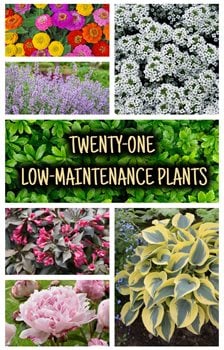 low maintenance outdoor plants