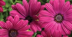 Bright Lights Purple African Daisy, Osteospermum, Purple Flower
Proven Winners
Sycamore, IL