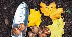 Fall Bulb Planting
Alamy Stock Photo
Brooklyn, NY