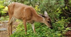 Deer, Garden, Groundcover
Pixabay