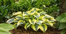 Hosta Autumn Frost, Shade Plant, Variegated Foliage
A Rustic Perennial Paradise
Proven Winners
Sycamore, IL