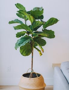 How to Grow and Care for Fiddle-Leaf Fig