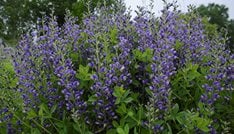 Blueberry Sundae Baptisia